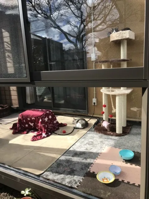 安中市 H様邸 猫ちゃんの為のサンルーム工事